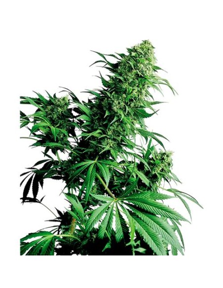 Sensi Seeds - Shiva Shanti Regolare - 10 Semi