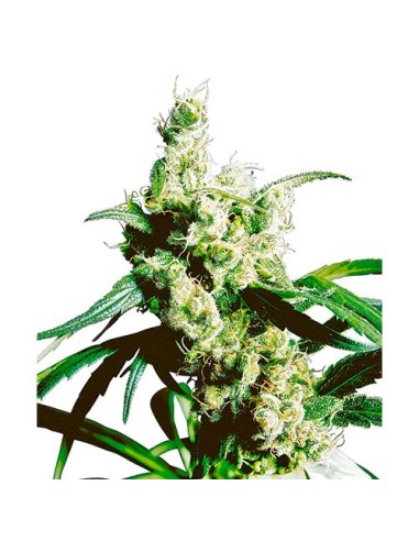 Sensi Seeds - Silver Haze Regolare - 10 Semi