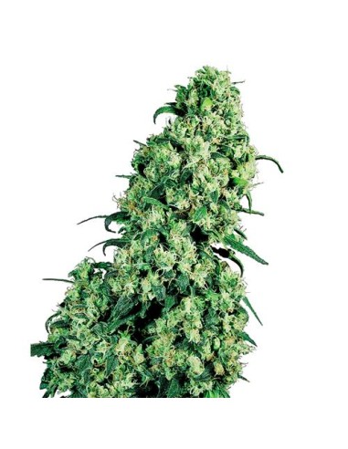 Sensi Seeds - Skunk 1 Regolare - 10 Semi