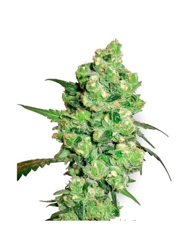 Sensi Seeds - Super Skunk  Regolare - 10 Semi