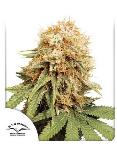 Dutch Passion - White Widow Regolare - 7 Semi