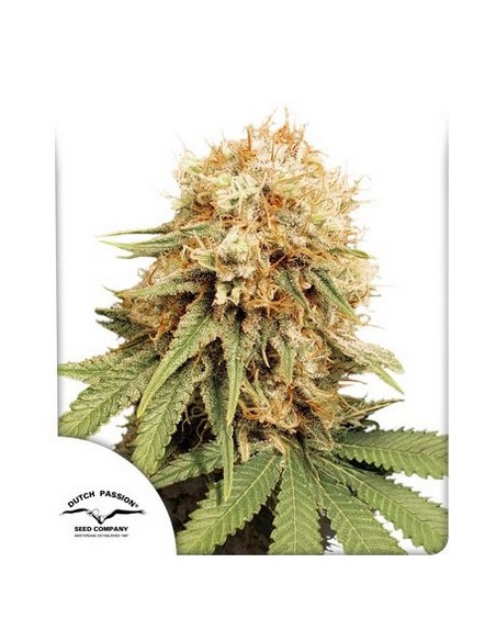 Dutch Passion - White Widow Regolare - 7 Semi