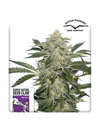 Super Sativa Seed Club - Creamy kees Regolare - 12 Semi