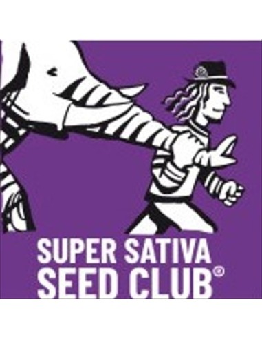 Super Sativa Seed Club - Creamy kees Regolare -...