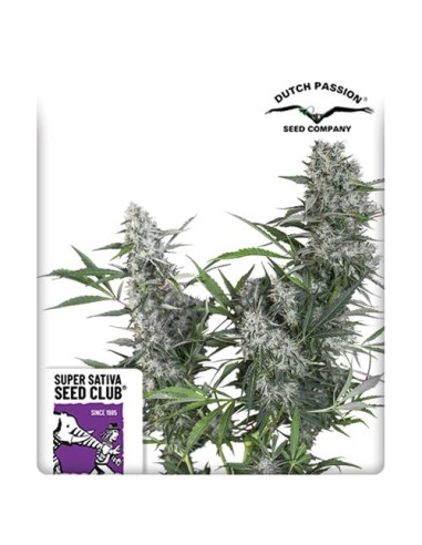 Super Sativa Seed Club - Creeper  Regolare - 12 Semi