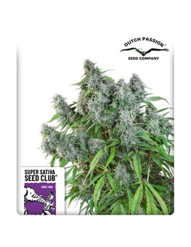 Super Sativa Seed Club - Frosty Friday  Regolare - 12 Semi