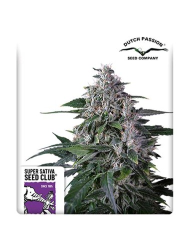 Super Sativa Seed Club - Karel's Haze Regolare - 12 Semi