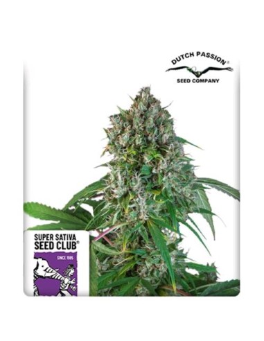 Super Sativa Seed Club - Karel's Herer Haze Regolare - 12 Semi