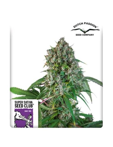 Super Sativa Seed Club - Karel's Herer Haze Regolare - 12 Semi