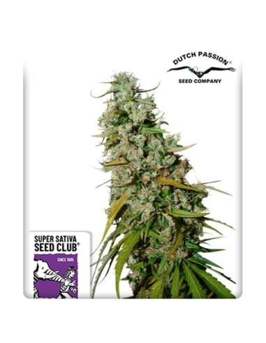 Super Sativa Seed Club - Kees' Old School Haze Regolare - 12 Semi