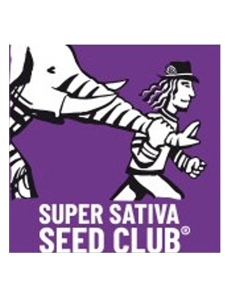 Super Sativa Seed Club - Kosher Haze Regolare - 12 Semi