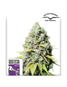 Super Sativa Seed Club - Kosher Haze Regolare - 12 Semi