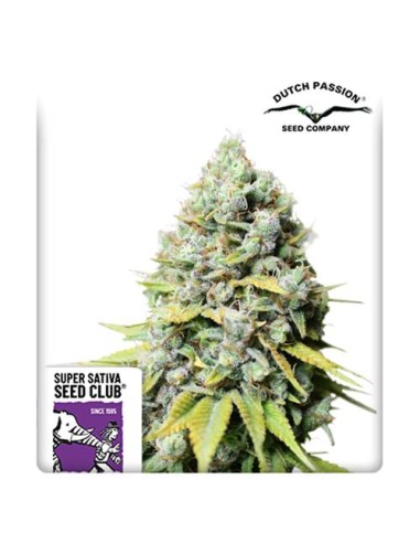 Super Sativa Seed Club - Kosher Haze Regolare - 12 Semi