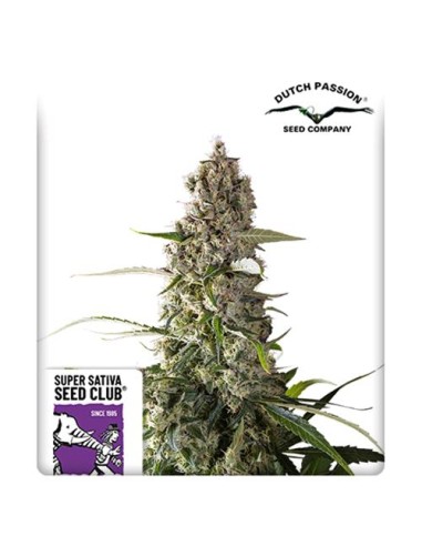 Super Sativa Seed Club - Prima Holandica Regolare - 12 Semi