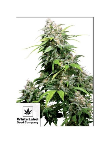 White Label - Californian Orange Bud Regolare - 10 Semi