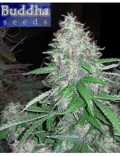 Buddha Seeds - White Dwarf Regolari - Blister 10 Semi Separabili