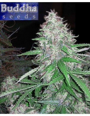 Buddha Seeds - White Dwarf Regolari - Blister 10 Semi Separabili