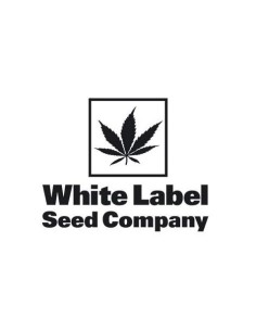 White Label - Usa Strains - Double Banana Kush Femminizzata - 10 Semi 2