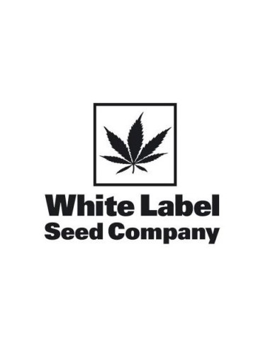 White Label - Girl Scout Cookies Femminizzata -...