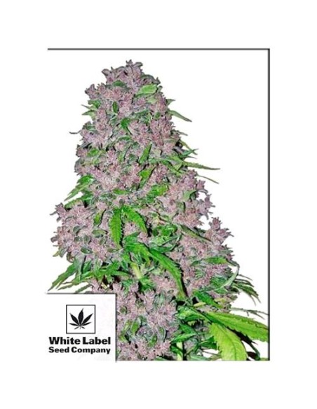 White Label - Purple Bud Femminizzata - 5 Semi