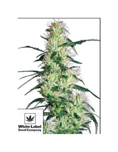 White Label - Purple Haze Femminizzata - 3 Semi