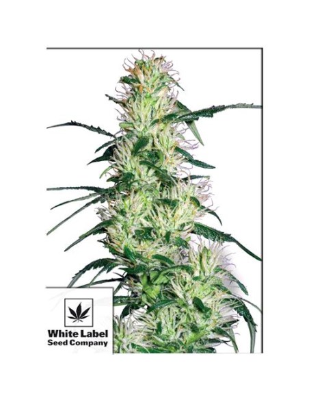 White Label - Purple Haze Femminizzata - 3 Semi White Label - Purple Haze Femminizzata - 3 Semi