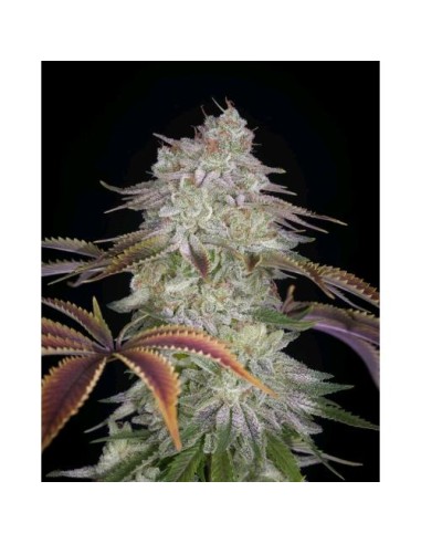 Green House Seeds - Alienz  Femm - 1 Seme