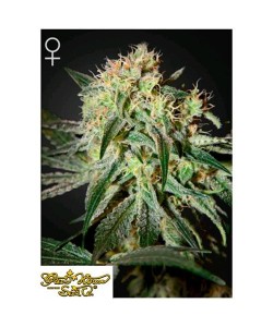 Green House Seeds - Damn Sour Femm - 5 Semi
