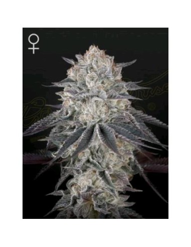 Green House Seeds - FullGas Femm - 1 Seme