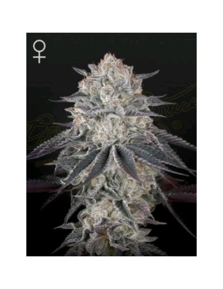 Green House Seeds - FullGas Femm - 1 Seme