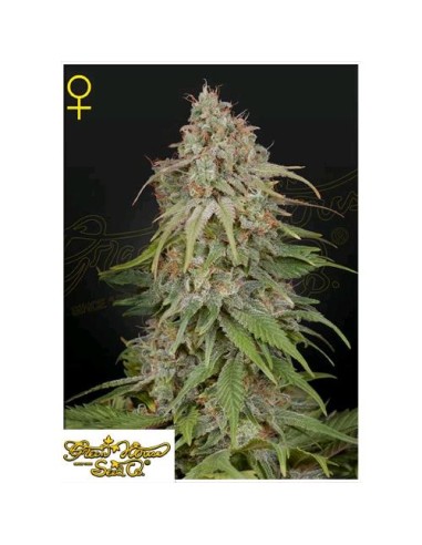 Green House Seeds - Gh Amnesia Femm - 1 Seme