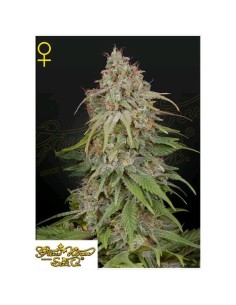 Green House Seeds - Gh Amnesia Femm - 10 Semi