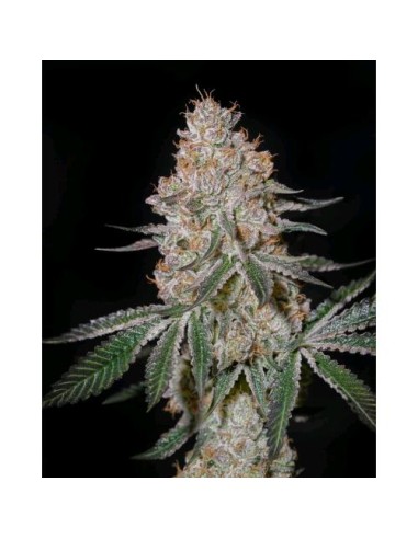 Green House Seeds - Highcloudz Femm - 10 Semi