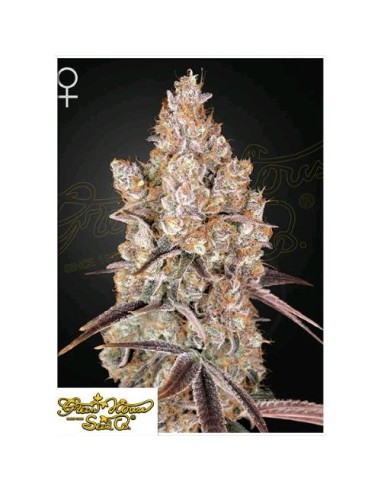 Green House Seeds - Holy Snow Femm - 10 Semi