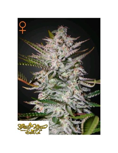 Green House Seeds - Holy Punch Femm - 1 Seme