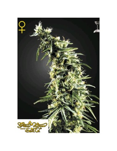 Green House Seeds - Hawaiian Snow Femm - 3 Semi