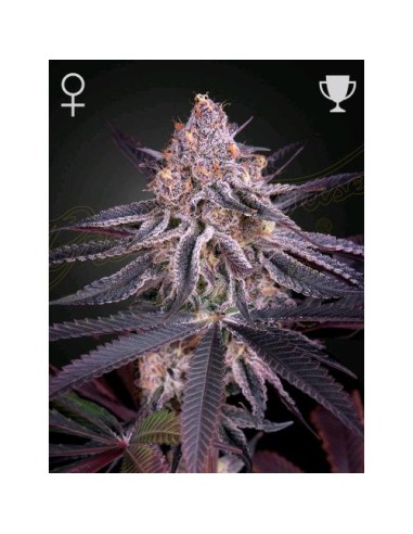 Green House Seeds - King's Juice - 3 Semi