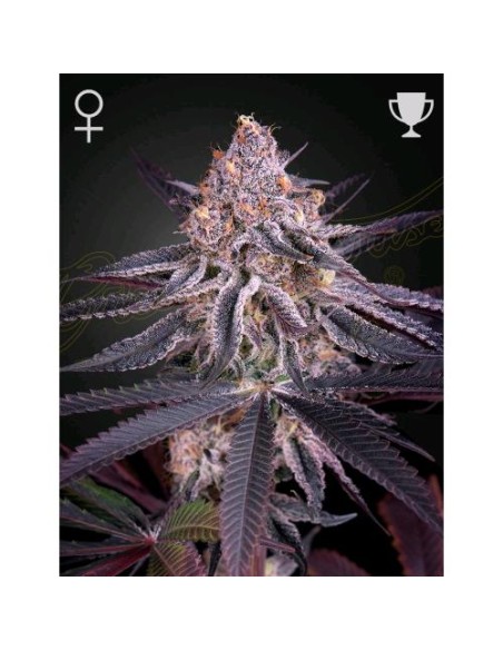 Green House Seeds - King's Juice Femm - 5 Semi