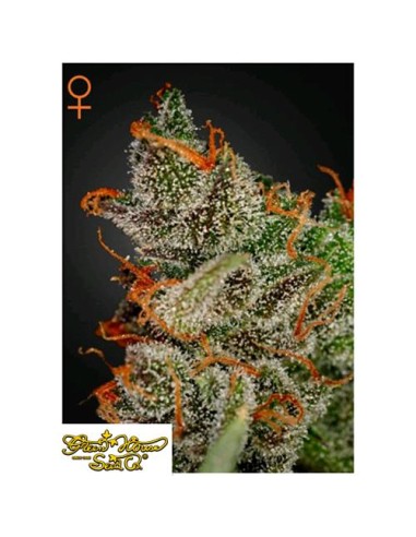 Green House Seeds - King's Kush Femm - 1 Seme