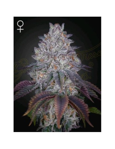 Green House Seeds - King's Tart Femm - 10 Semi