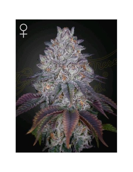 Green House Seeds - King's Tart Femm - 10 Semi