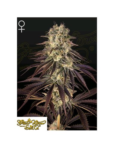 Green House Seeds - Kong's Krush Femm - 1 Seme