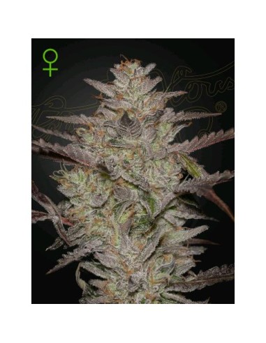 Green House Seeds - Alienz  Auto - 1 Seme