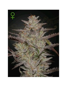 Green House Seeds - Alienz  Auto - 3 Semi