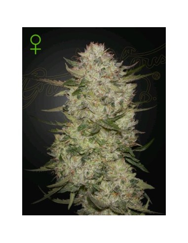 Green House Seeds - Highcloudz  Auto - 5 Semi