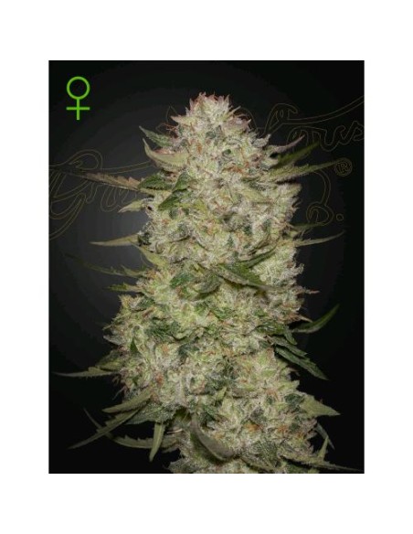Green House Seeds - Highcloudz  Auto - 3 Semi Green House Seeds - Highcloudz  Auto - 3 Semi