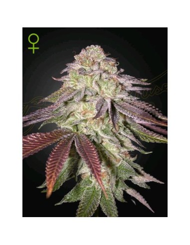 Green House Seeds - Sugarlato  Auto - 3 Semi