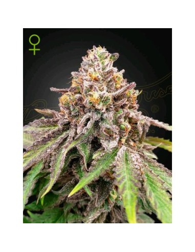 Green House Seeds - Blue Haze x Gelato 41 Auto - 1 Seme