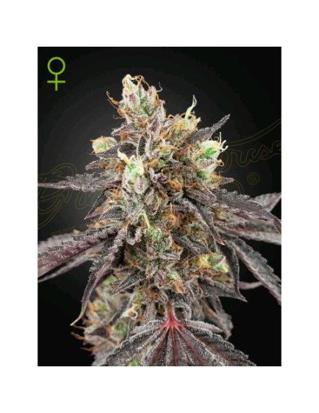 Green House Seeds - Gelato 41 x Gelato 41 Auto - 3 Semi