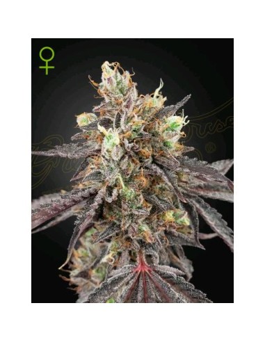 Green House Seeds - Gelato 41 x Gelato 41 Auto - 1 Seme